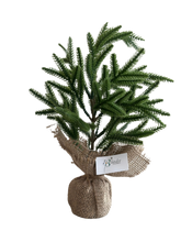 Cargar imagen en el visor de la galería, MINI PINO NORFOLK VERDE