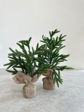 Cargar imagen en el visor de la galería, MINI PINO NORFOLK VERDE