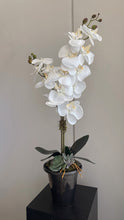 Cargar imagen en el visor de la galería, VASO SINGLE ORCHID MOTHERS DAY