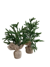 Cargar imagen en el visor de la galería, MINI PINO NORFOLK VERDE