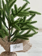 Cargar imagen en el visor de la galería, MINI PINO NORFOLK VERDE