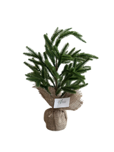 Cargar imagen en el visor de la galería, MINI PINO NORFOLK VERDE