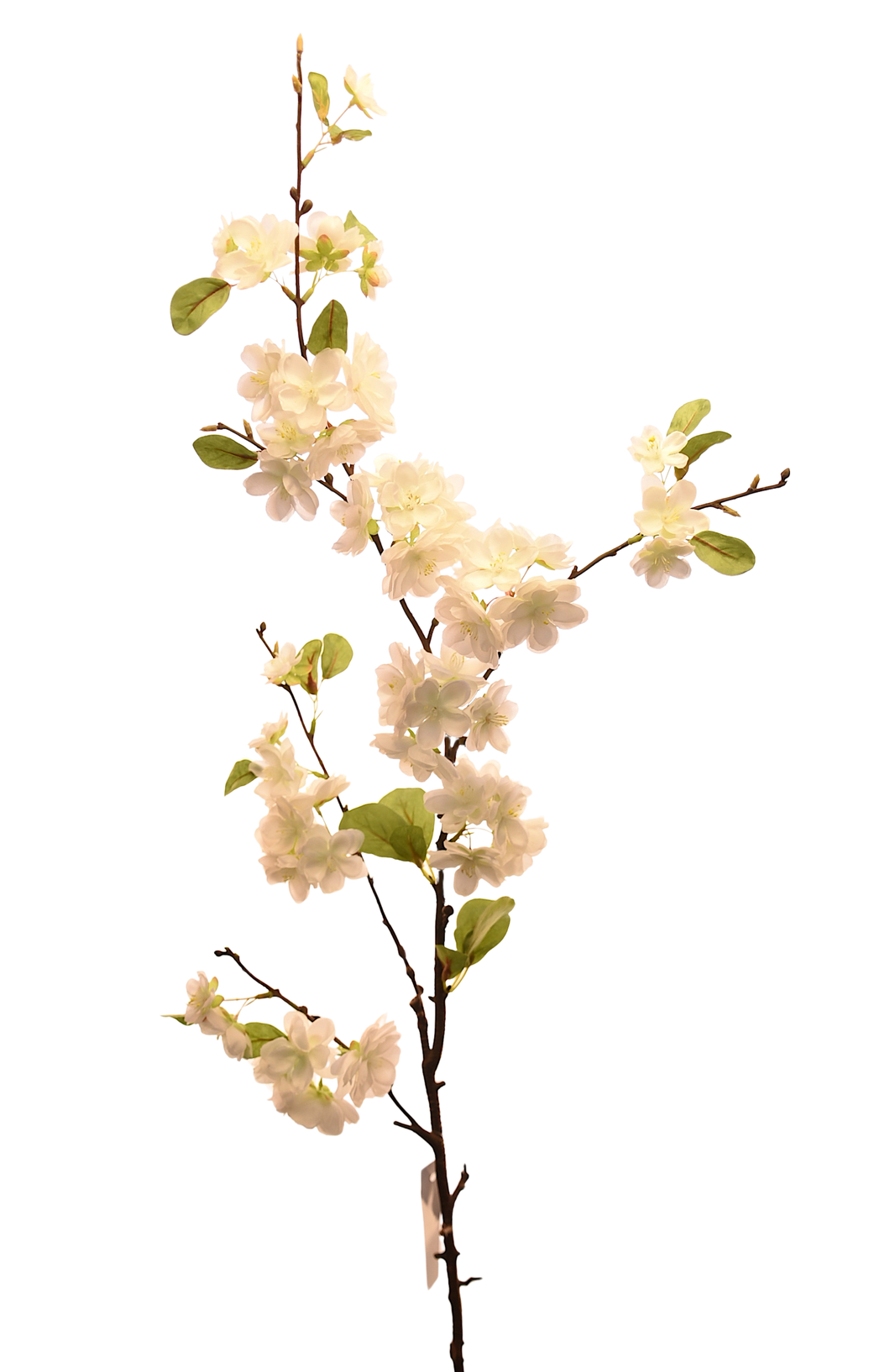 VARA BLOSSOM PERA BLANCA