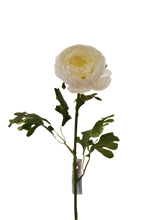 Cargar imagen en el visor de la galería, PEONIA ASIATICUS 68 CM
