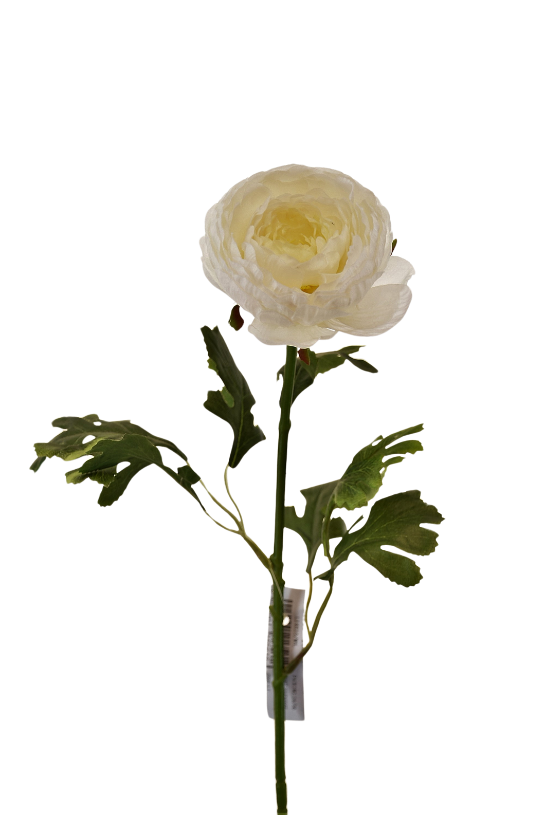 PEONIA ASIATICUS 68 CM