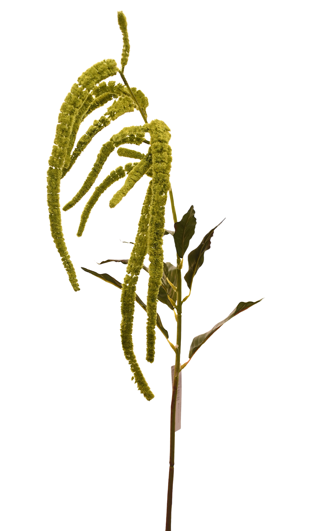 SORGO COLGANTE VERDE