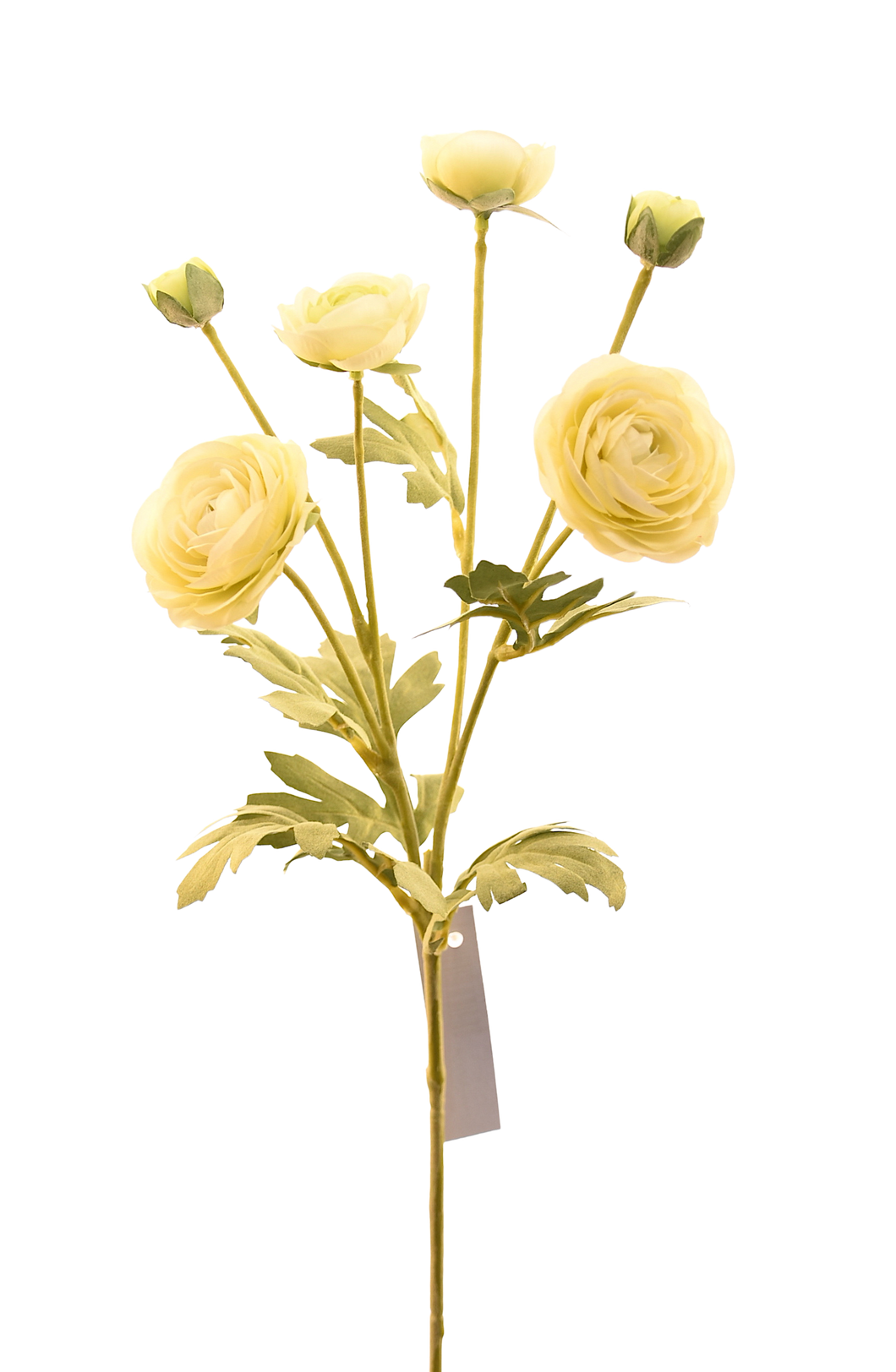BUSH RANUNCULUS BLANCO