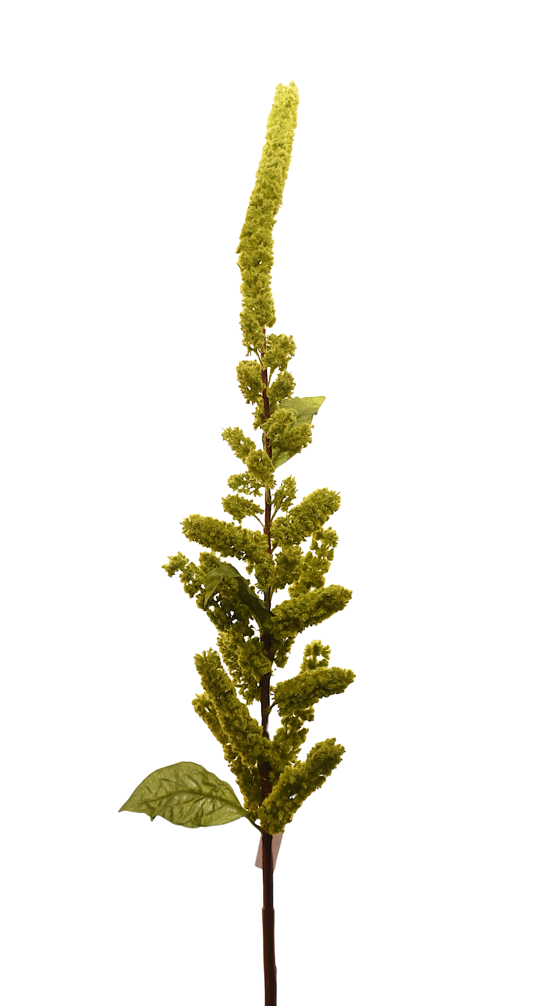 VARA SORGO CHICO VERDE