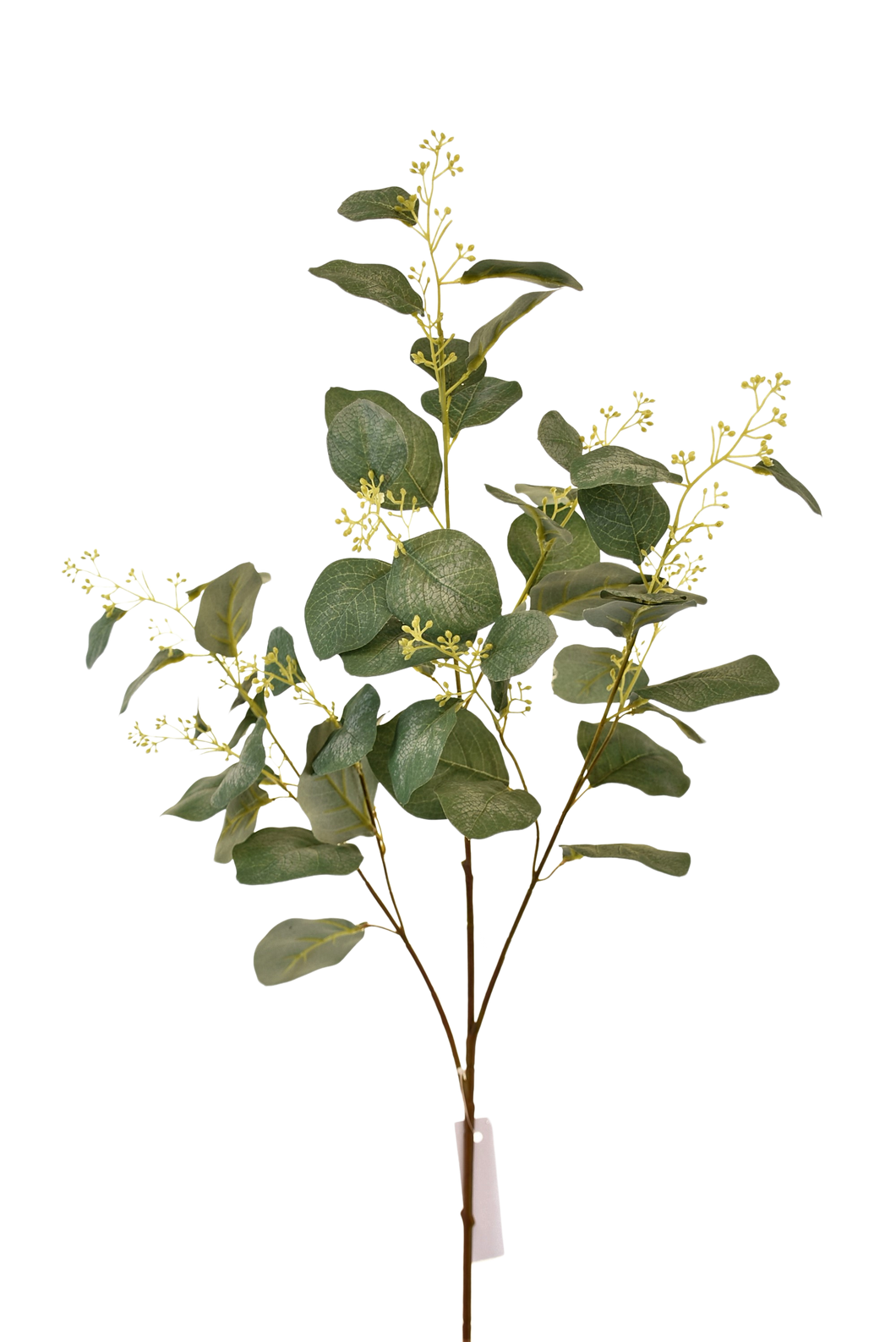 HOJA DE EUCALIPTO CON FRUTO