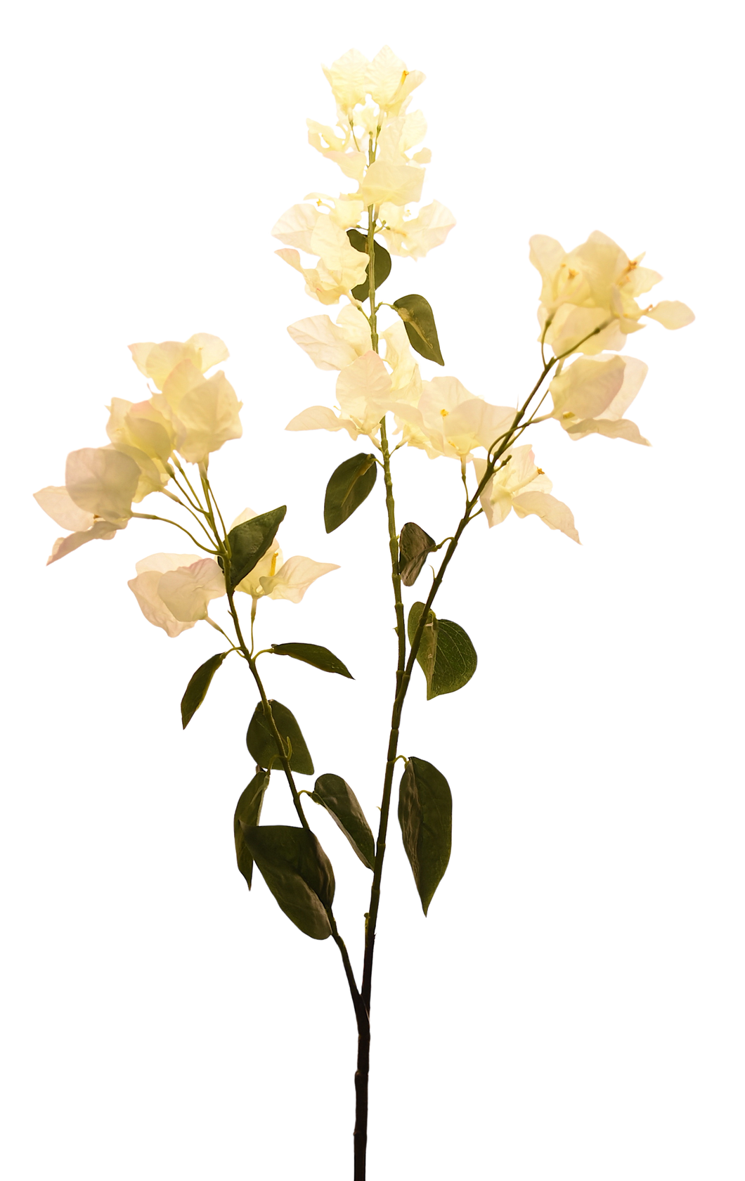BUGAMBILIA BLANCA