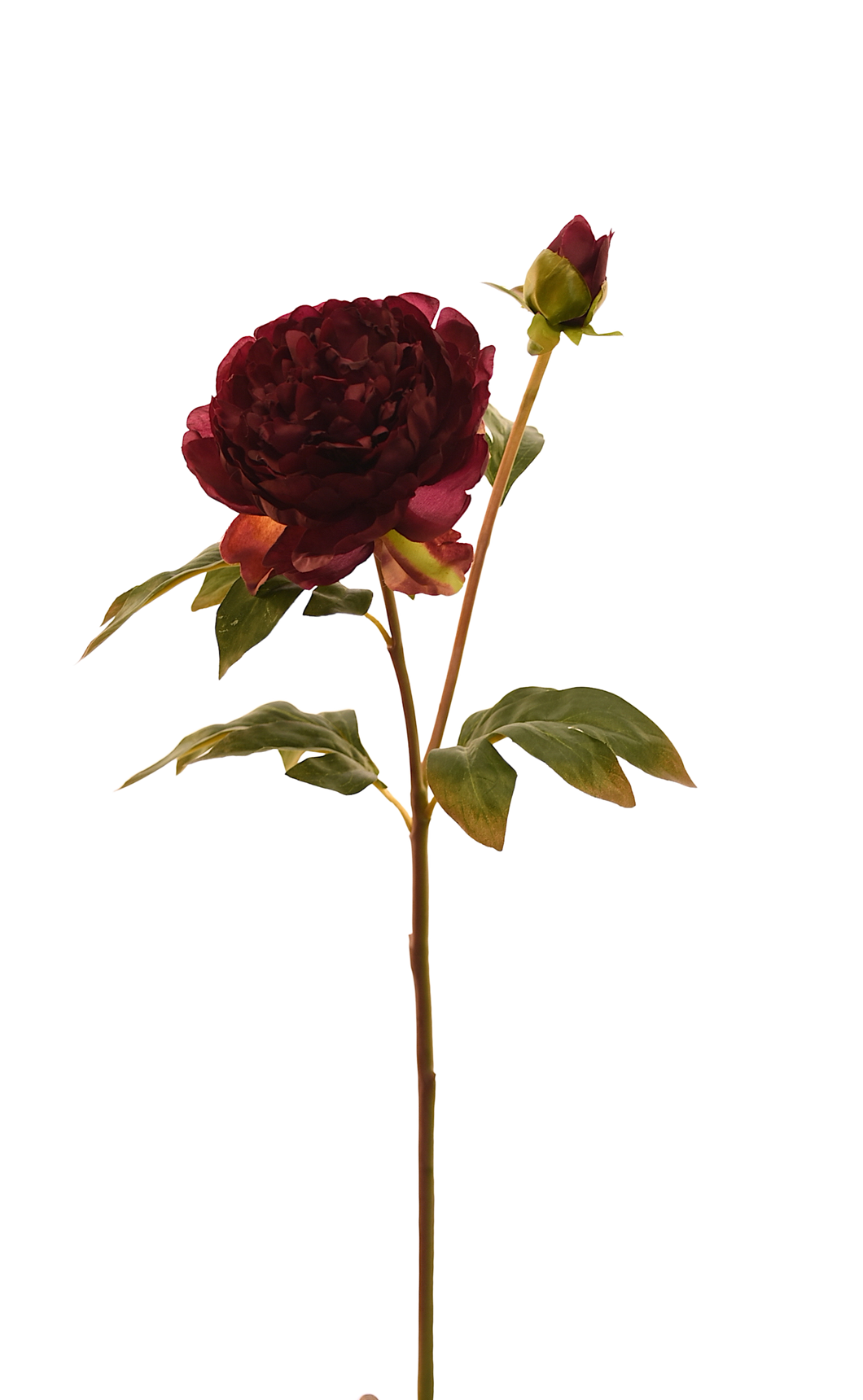 VARA PEONIA SENCILLA TINTO