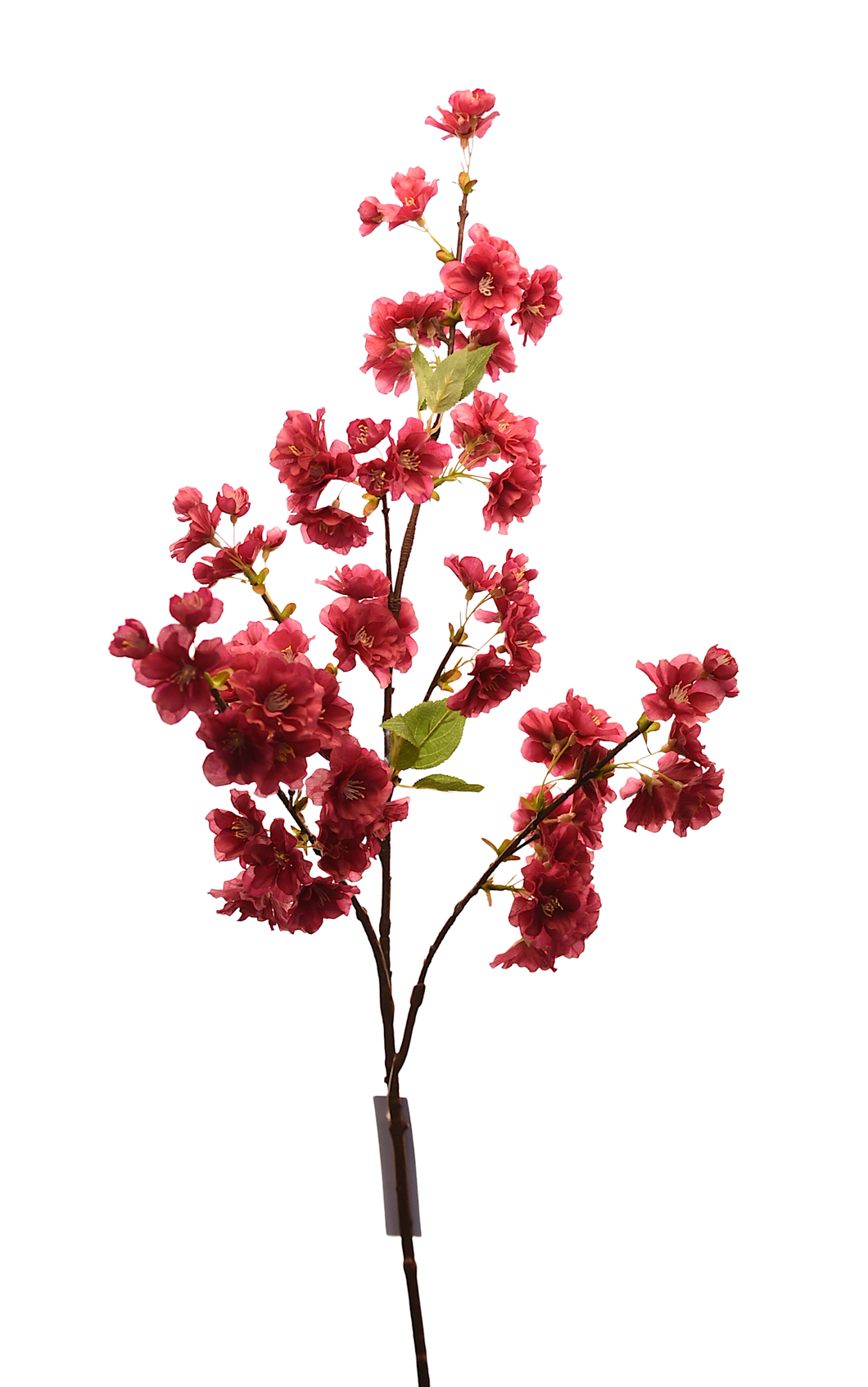 BUSH SAKURA GRANDE FIUSHA