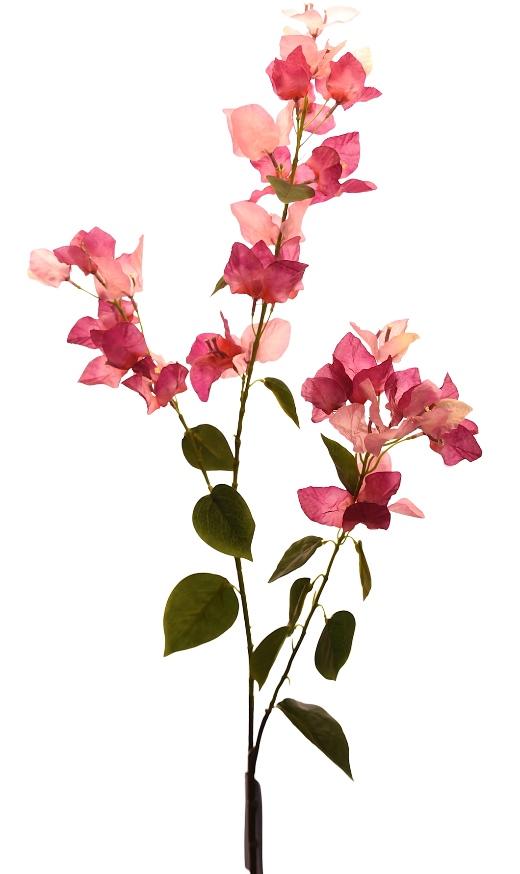 BUGAMBILIA ROSA