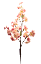Cargar imagen en el visor de la galería, BUSH SAKURA GRANDE FIUSHA
