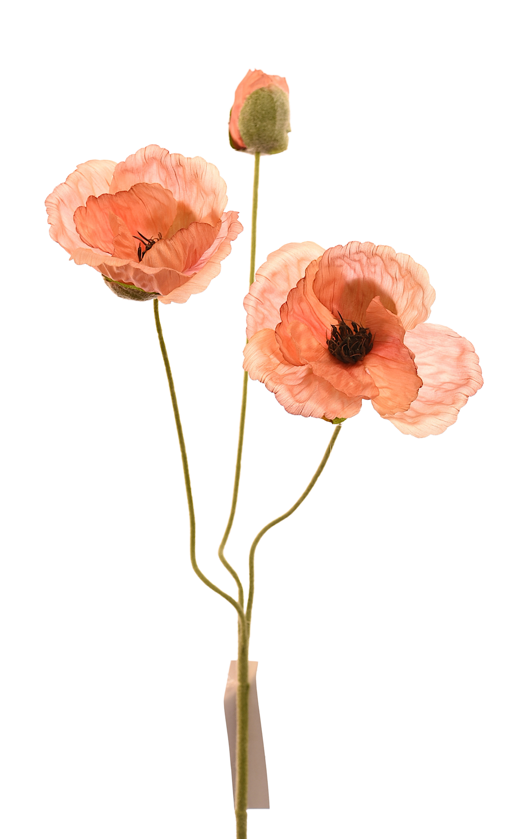 AMAPOLA DURAZNO