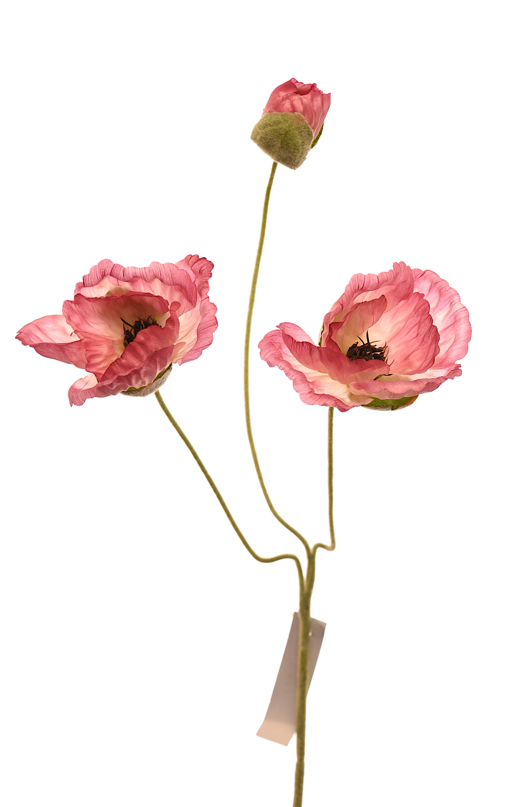 AMAPOLA ROSA