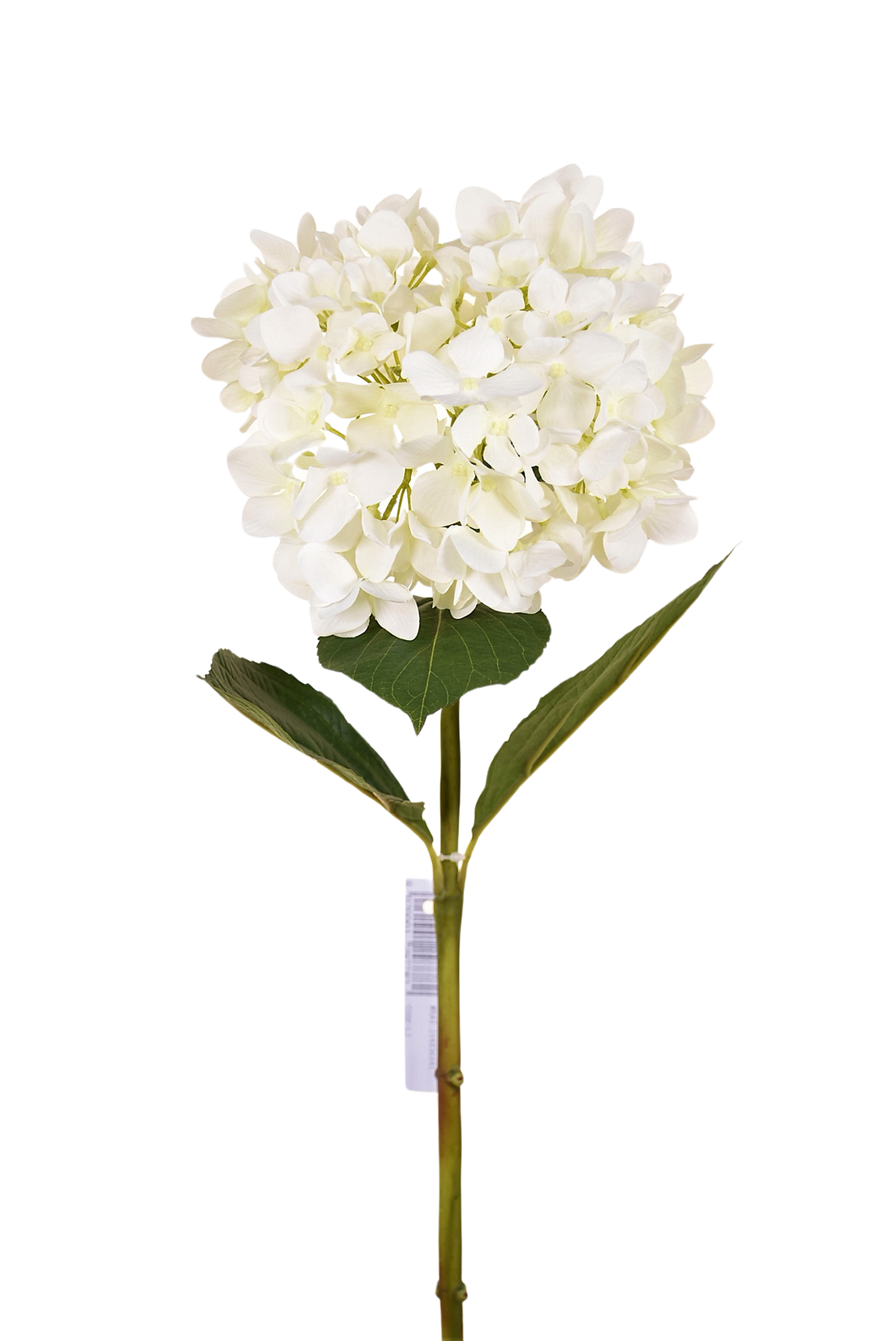 HORTENSIA PRIMAVERA BLANCA 72 CM