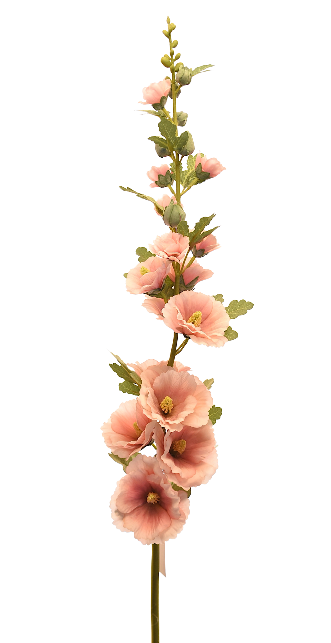 ALCEA ROSA CLARO