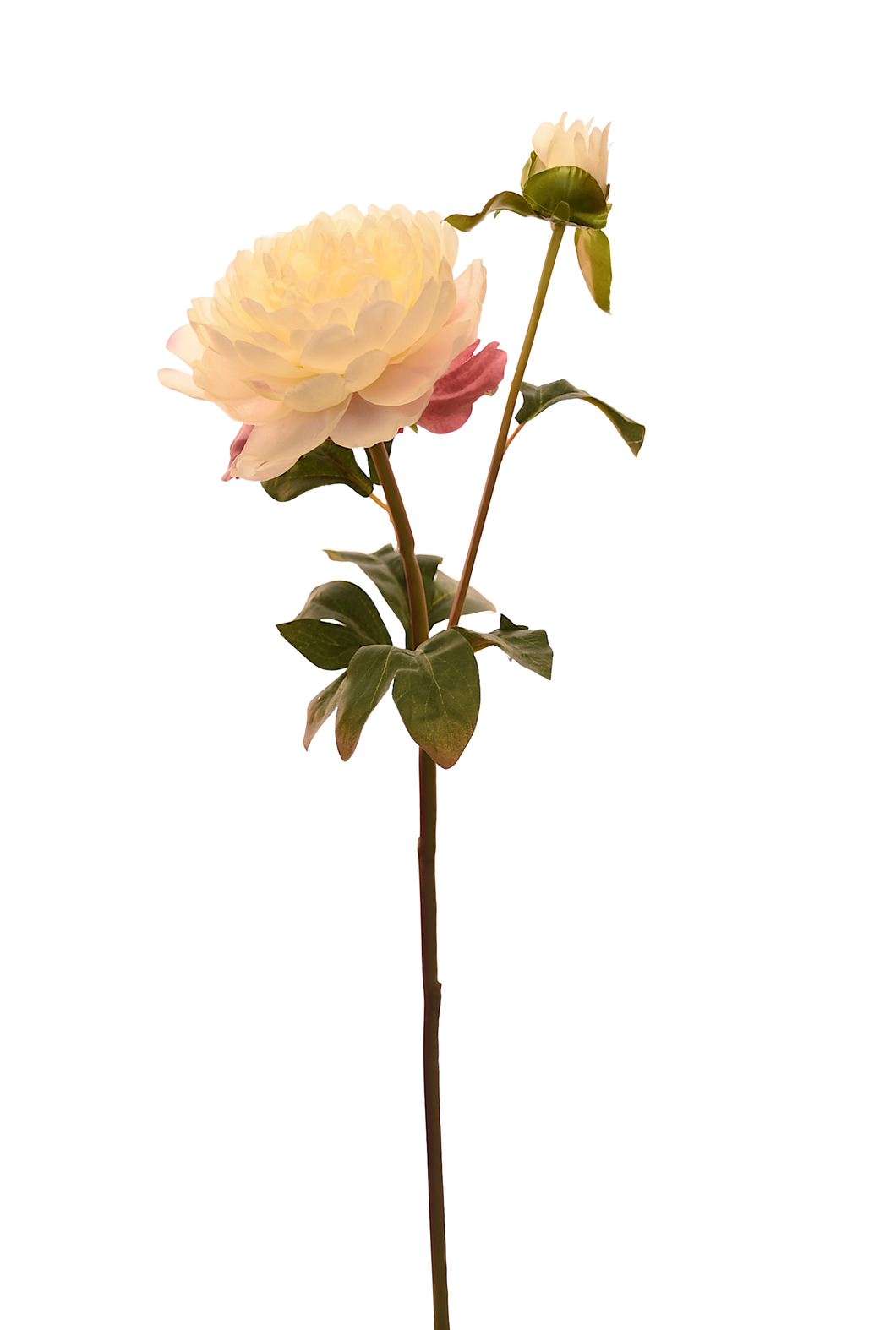 VARA PEONIA SENCILLA BLANCA