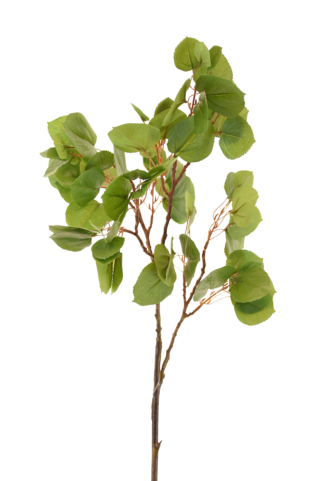 VARA HOJA DE FRUTO VERDE