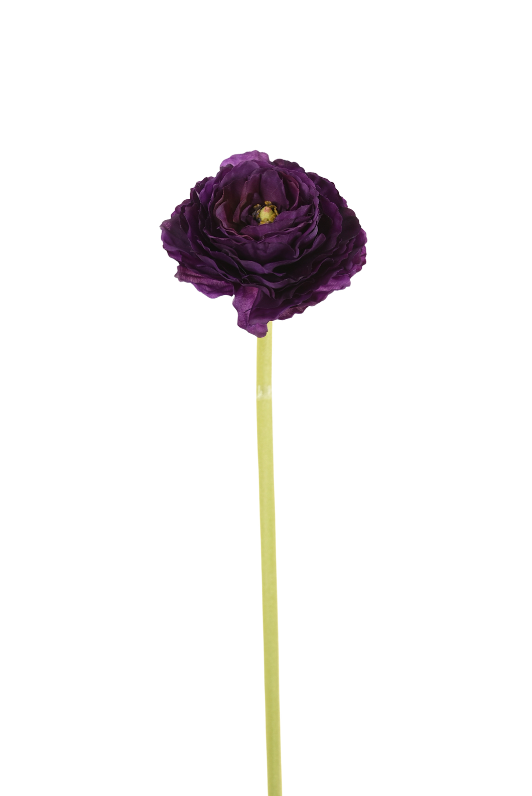 RANUNCULUS 66 cm