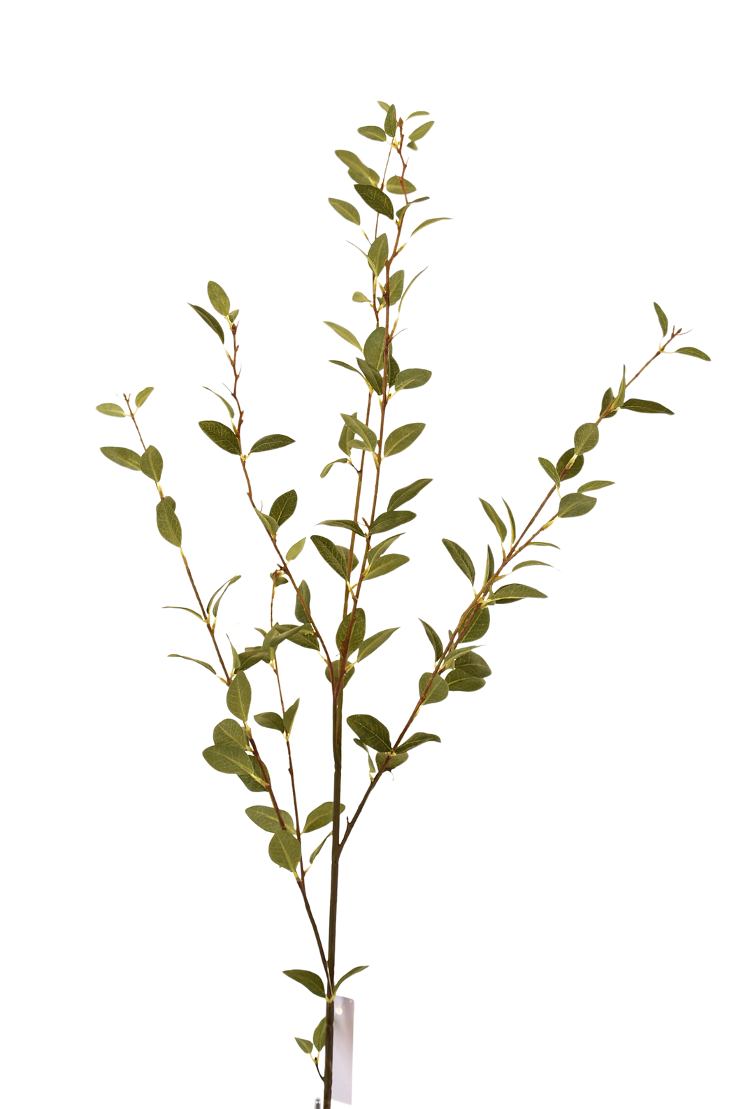 RAMA DE SAUCE VERDE