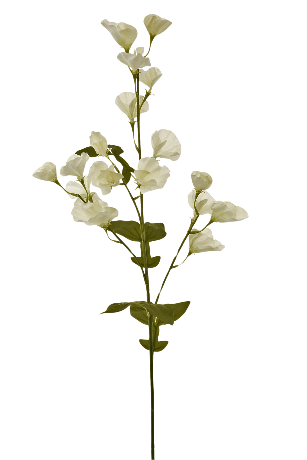 FLOR DE GUISANTE BLANCA