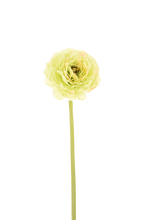 Cargar imagen en el visor de la galería, RANUNCULUS 66 cm

