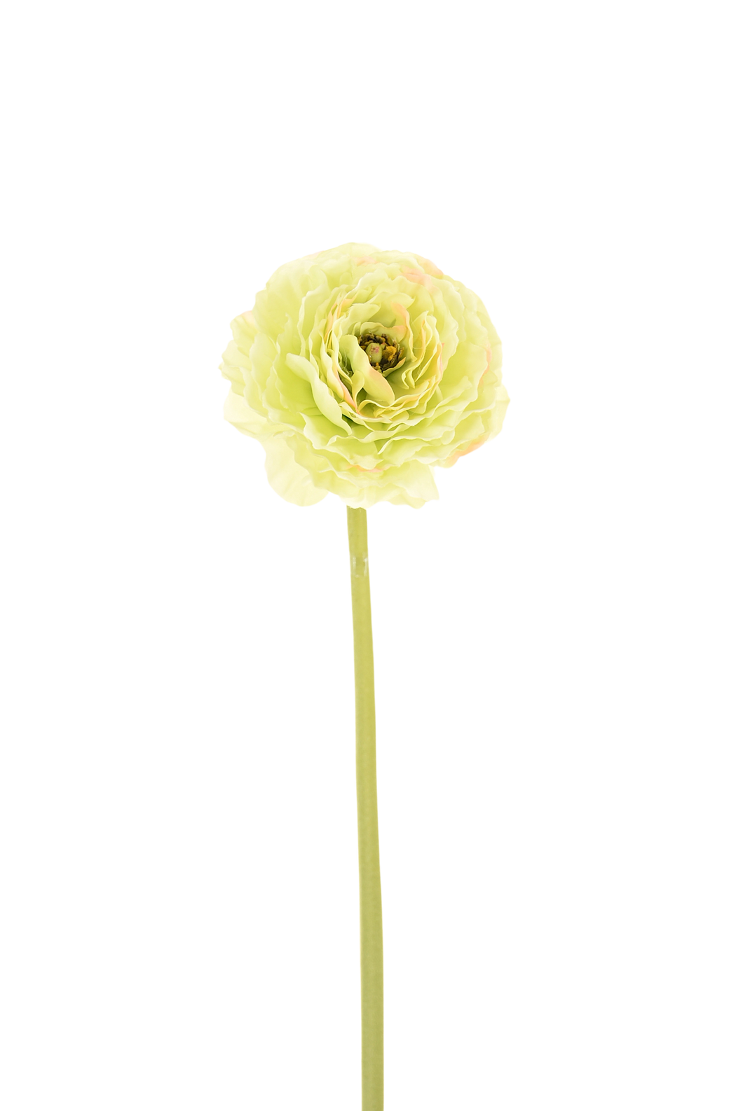RANUNCULUS 66 cm