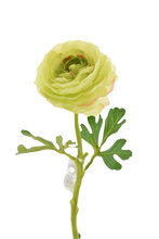 Cargar imagen en el visor de la galería, RANUCULUS SENCILLO 32 CM VERDE

