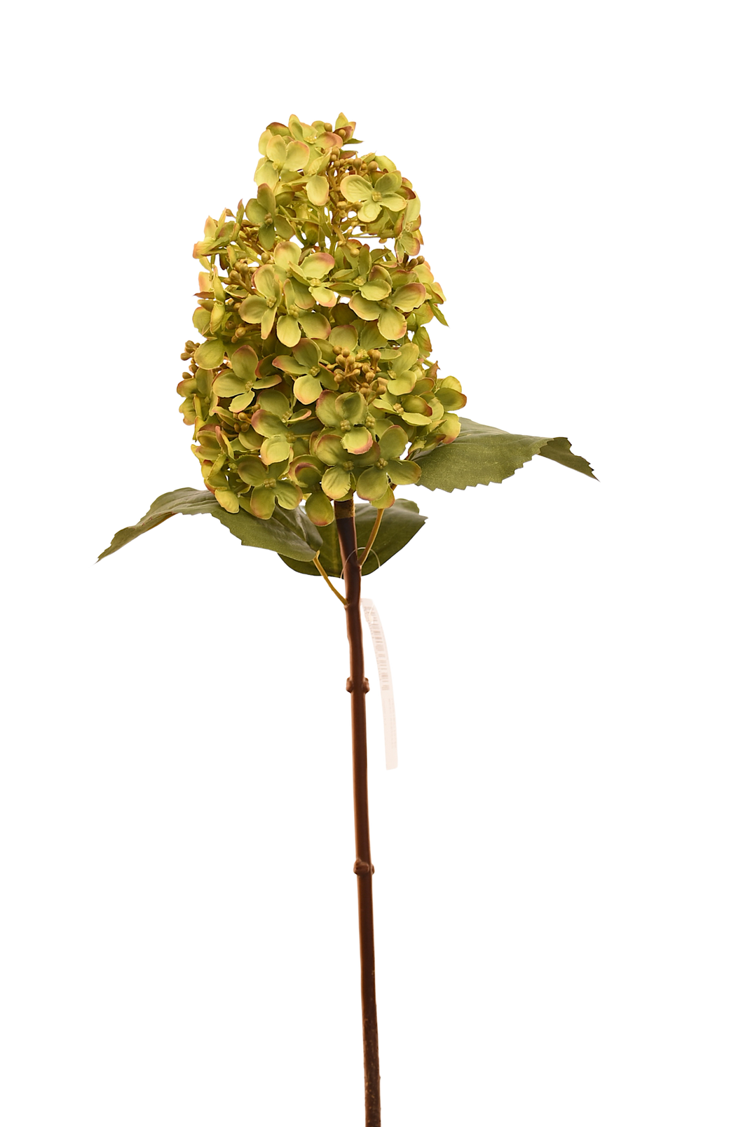 HORTENSIA CONO CHICA VERDE