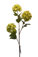 Cargar imagen en el visor de la galería, BUSH HORTENSIA BLANCA
