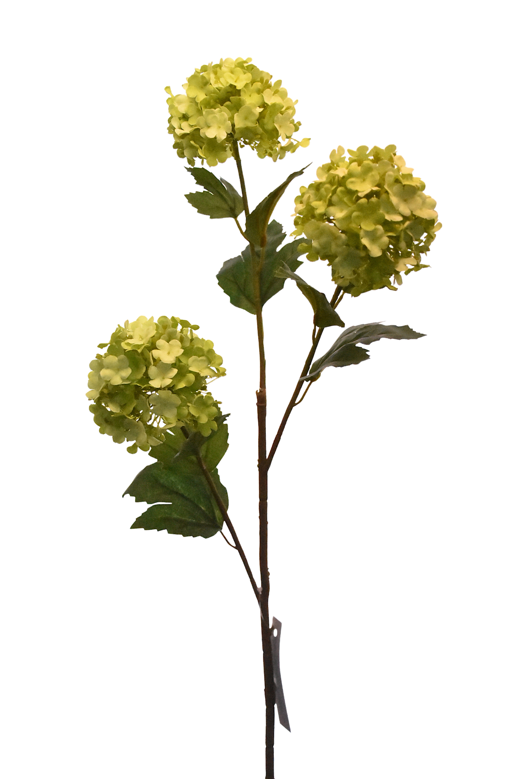 BUSH HORTENSIA VERDE