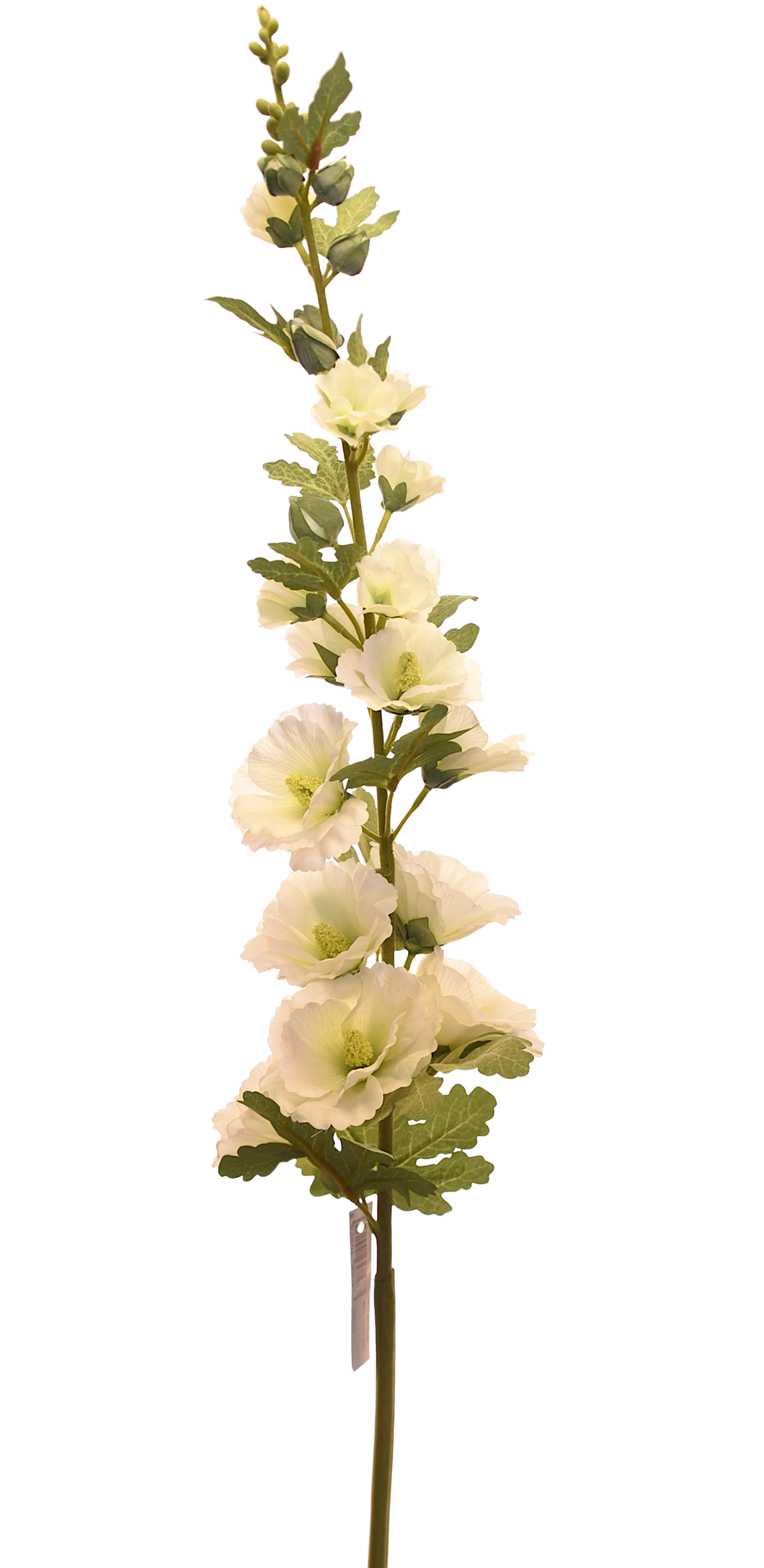 ALCEA ROSA FUERTE