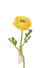 Cargar imagen en el visor de la galería, RANUCULUS SENCILLO 32 CM VERDE
