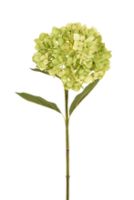 Cargar imagen en el visor de la galería, HORTENSIA PRIMAVERA BLANCA 72 CM
