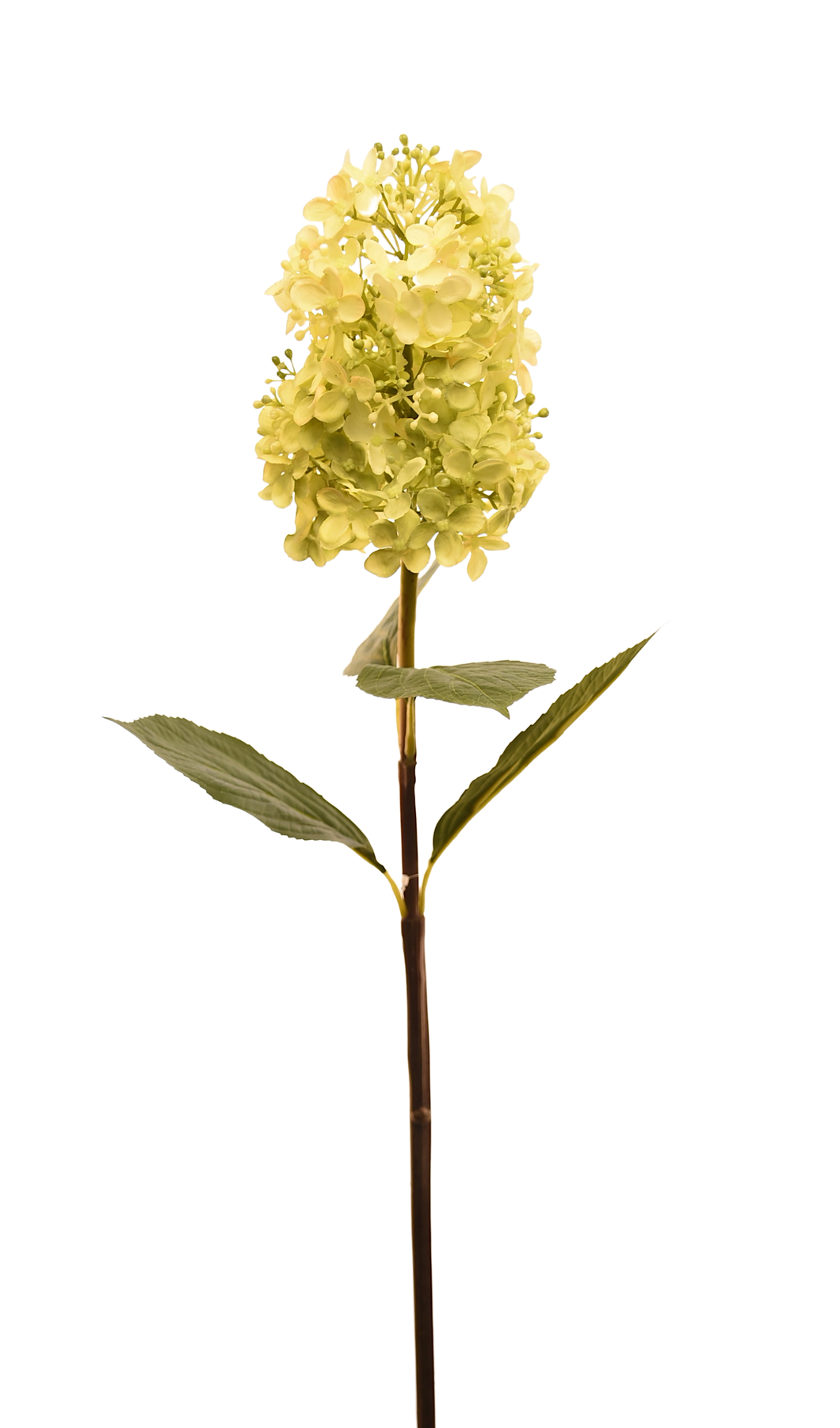 HORTENSIA CONO GRANDE VERDE LIMÓN