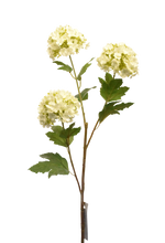 Cargar imagen en el visor de la galería, BUSH HORTENSIA BLANCA
