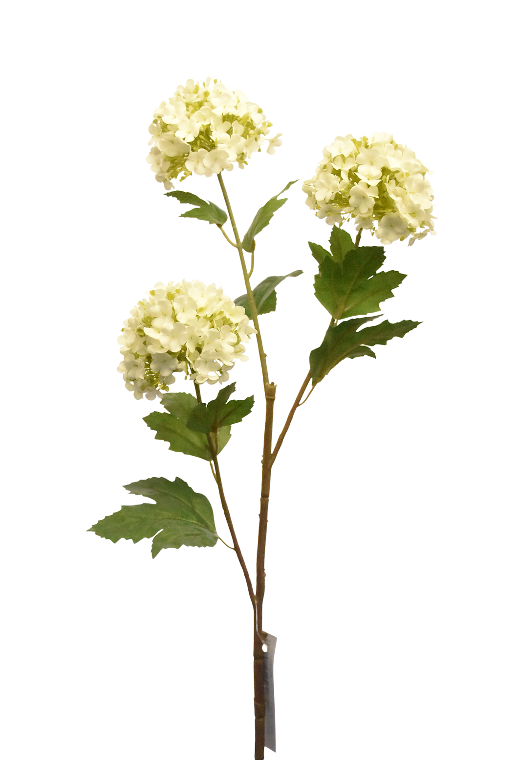 BUSH HORTENSIA BLANCA
