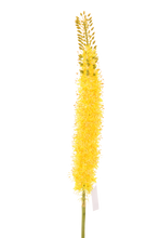 Cargar imagen en el visor de la galería, EREMURUS AMARILLO 115 CM

