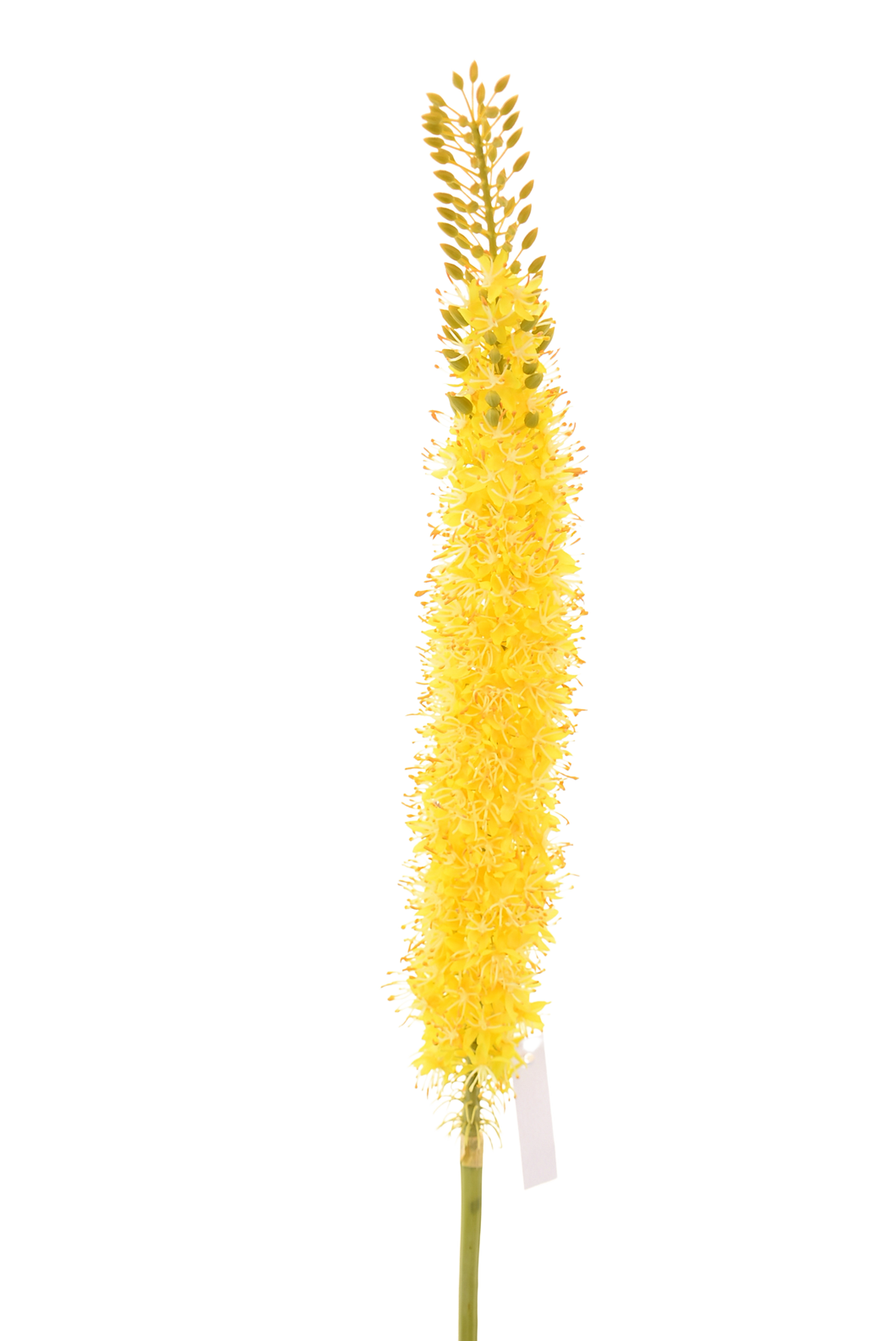 EREMURUS AMARILLO 115 CM