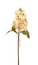 Cargar imagen en el visor de la galería, HORTENSIA CONO CHICA BLANCA
