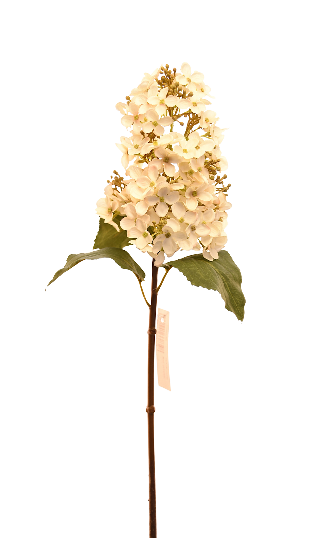 HORTENSIA CONO CHICA BLANCA