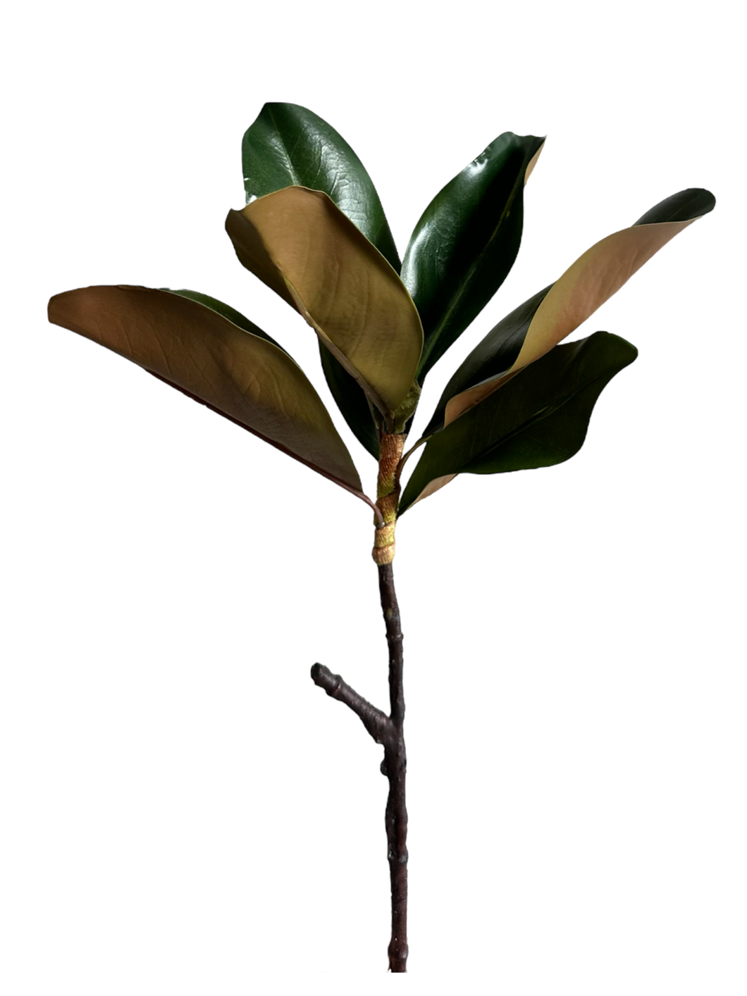 HOJA DE MAGNOLIA VERDE