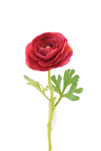 Cargar imagen en el visor de la galería, RANUCULUS SENCILLO 32 CM VERDE

