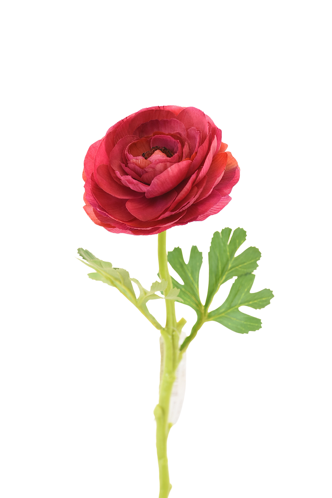 RANUCULUS SENCILLO 32 CM ROSA FUERTE