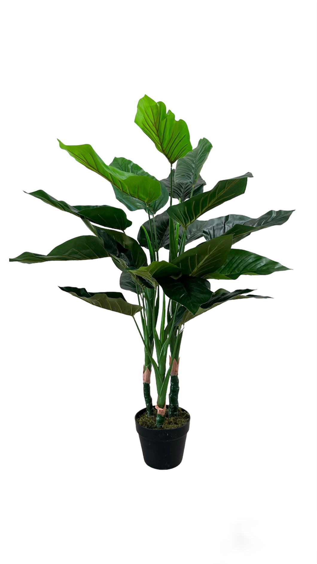 PLANTA FILODENDRO EN MACETA 1 MT