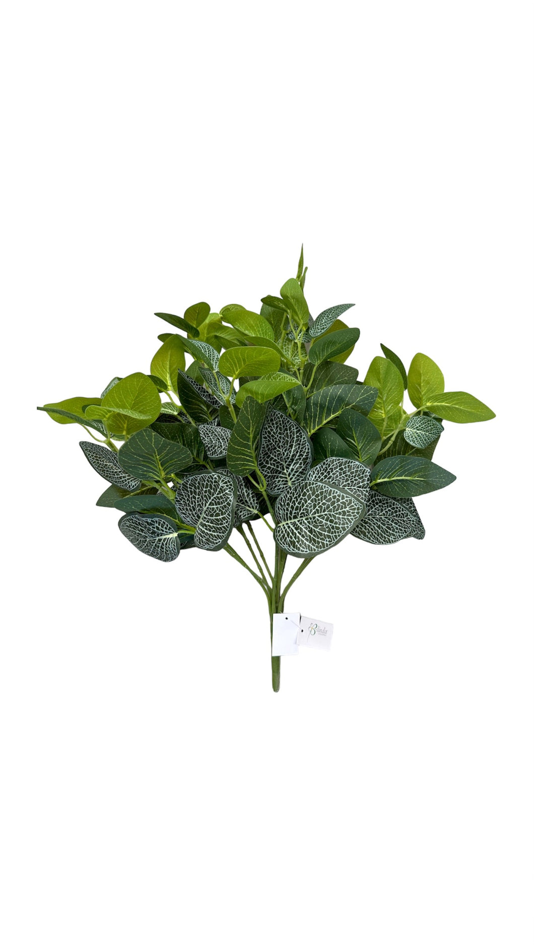 BUSH FITTONIA BLANCA 45 CM