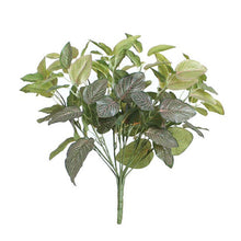 Cargar imagen en el visor de la galería, BUSH FITTONIA BLANCA 45 CM
