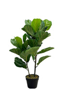 Cargar imagen en el visor de la galería, FICUS PANDURATA
